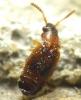 Omaliinae inconnu